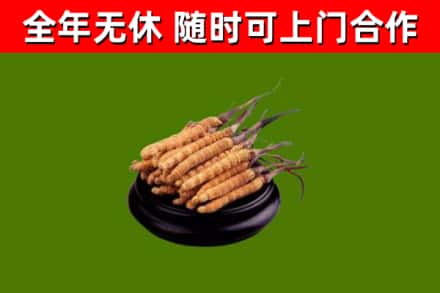 山阳县回收冬虫夏草